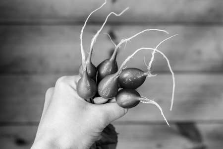 Radish in the hand. Red vegetable with green leaves on a background of a wooden wall.の写真素材