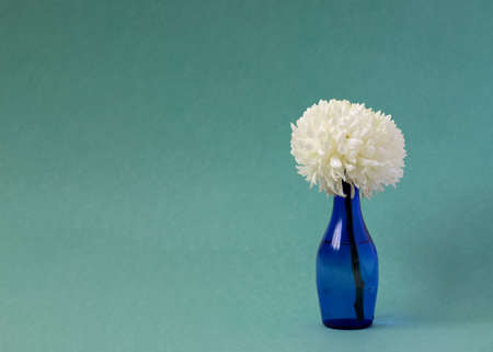 White chrysanthemum in a blue vase on a turquoise backgroundの写真素材