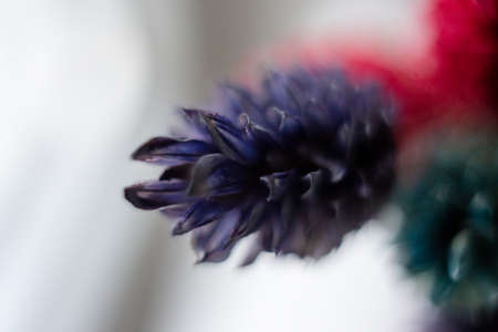 Painted blades of grass macro shot with a large depth of field.の写真素材