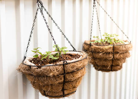 Vase with wild strawberries hanging on a fence at a summer cottage. High quality photoの写真素材