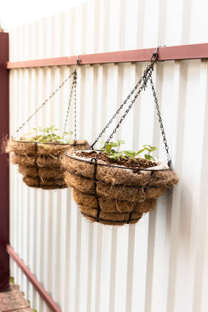 Vase with wild strawberries hanging on a fence at a summer cottageの写真素材