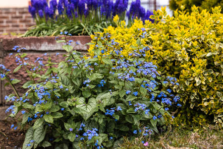 Little blue flowers in the garden. Beautiful forgetmenot flowers.の写真素材