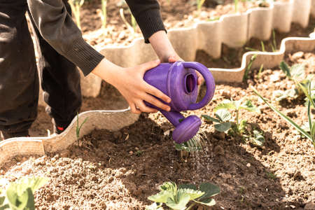 A child watering a flower bed with a baby watering canの写真素材