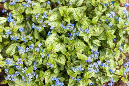 Little blue flowers in the garden. Beautiful forgetmenot flowers.の写真素材