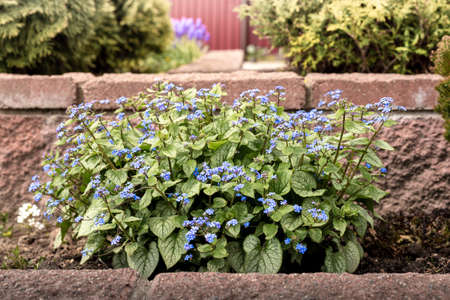 Little blue flowers in the garden. Beautiful forgetmenot flowers.の写真素材