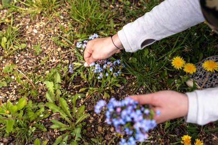 A woman collects blue flowers in a clearing. Female hands and forgetmenot flowers.の写真素材