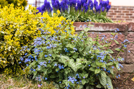 Little blue flowers in the garden. Beautiful forgetmenot flowers.の写真素材
