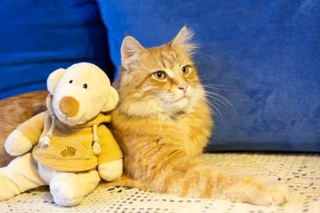 Red cat with a toy bear resting on a blue sofaの写真素材