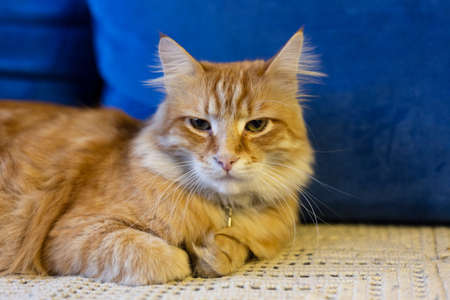 Red cat lies on a blue sofaの写真素材