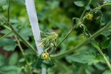Plants grow in a greenhouse. Tomatoes, cucumbers and peppers.の写真素材