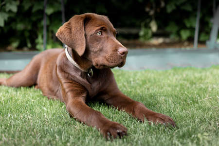 Brown Labrado on the lawn. A rare labrador.の写真素材