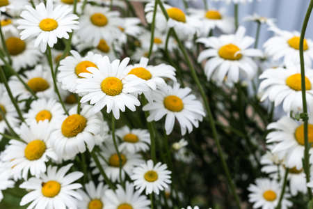 White, large daisies in the garden.の写真素材