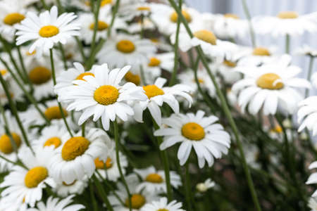 White, large daisies in the garden.の写真素材
