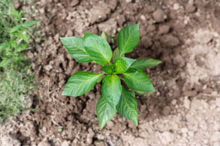 Plants grow in a greenhouse. Tomatoes, cucumbers and peppers. High quality photoの写真素材
