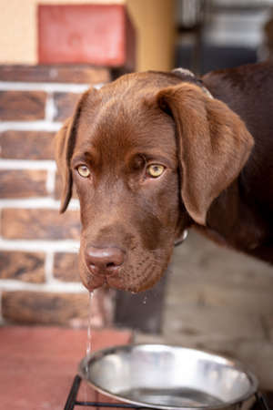 The dog drinks water from a cup. Brown labrador. High quality photoの写真素材