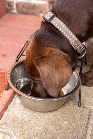 The dog drinks water from a cup. Brown labrador. High quality photoの写真素材