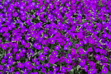 Background of small purple flowersの写真素材