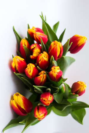 Beautiful tseti tulips and roses on a light background. High quality photoの写真素材