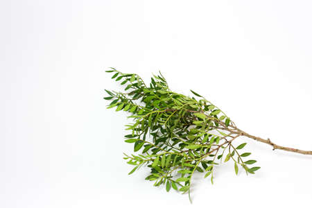 Green juicy branch on a white background. High quality photoの写真素材