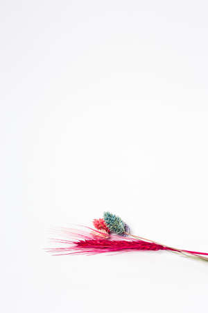 Colored blades of grass on a white background. Minimalist composition.の写真素材
