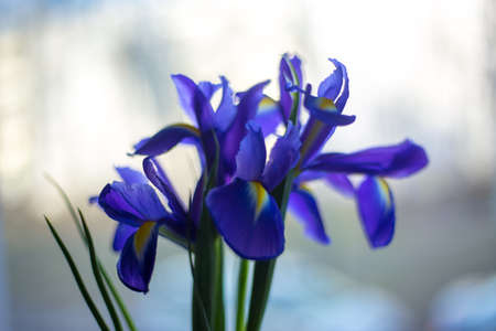 Different flowers macro, background, wallpaper . High quality photoの写真素材