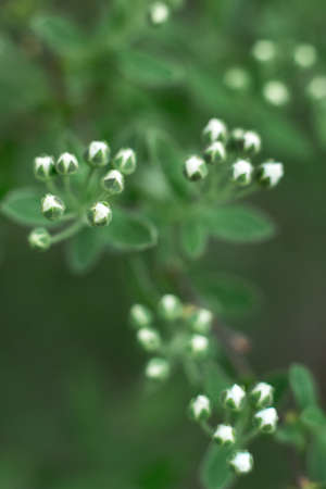 Green succulent plants and leaves macro shot . High quality photo