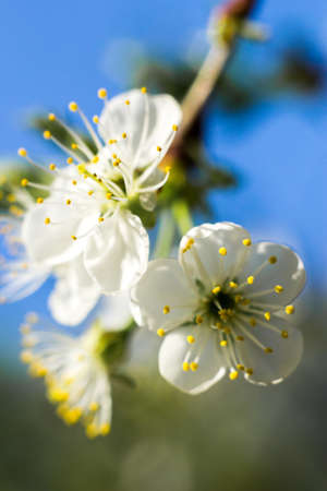 White flowers on the apple tree. Flowering time. Macro photo. High quality photo
