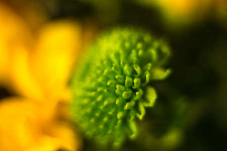 Different flowers macro, background, wallpaper . High quality photoの写真素材