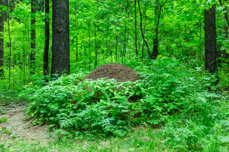 Large anthill in the forestの写真素材