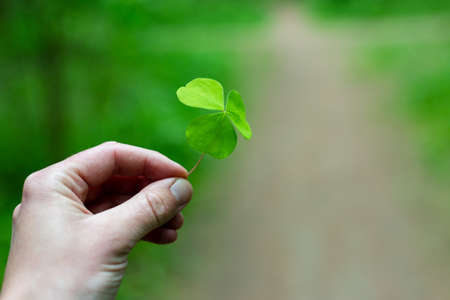 A man holds a hare cabbage in his hand. Trefoil.の写真素材