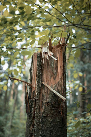 Broken tree in the forest