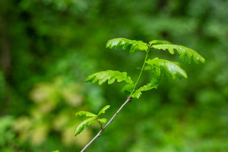 Oak leaves on a young tree in the forest