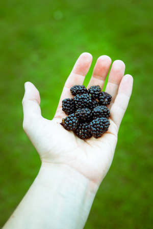 Hand with open palm and filled with blackberries