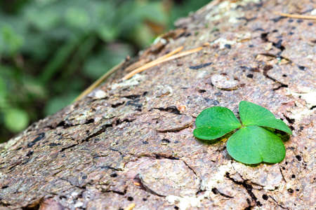 Clover leaf lying on a tree. Shamrock.