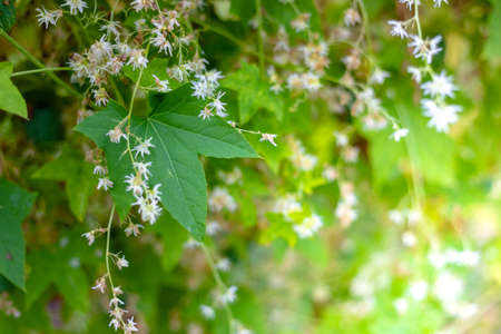 Green leaves and white hop flowers