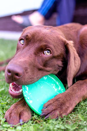 Brown labrador puppy playing with a plateの写真素材