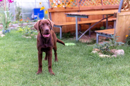 Brown labrador running on the lawnの写真素材