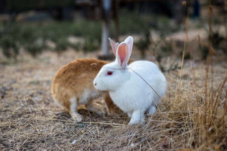 Two rabbits. Red and white rabbit near an old wooden house in the mountains.の写真素材