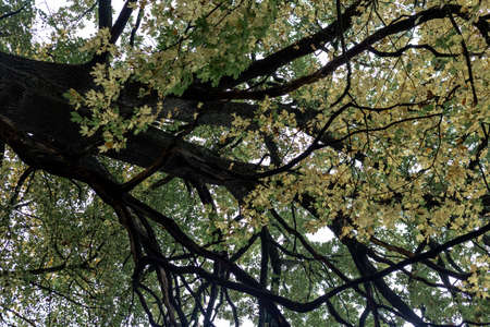 Tree branches with autumn, yellow leaves