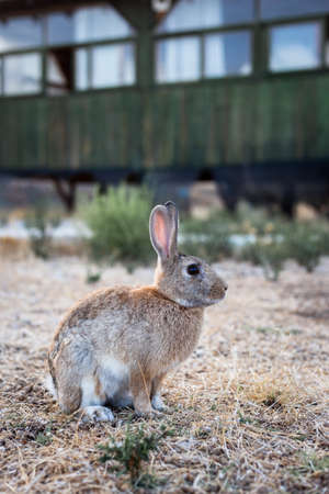 Ginger rabbit near the old house in the mountainsの写真素材