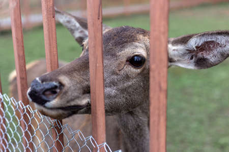 A female deer in the zoo near a brown fenceの写真素材