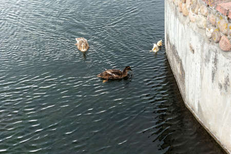 Parents of a duck and two ducklings