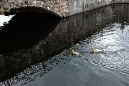 Two yellow ducklings swim in the pond