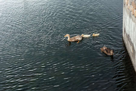 Parents of a duck and two ducklingsの写真素材