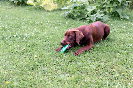 Brown labrador puppy playing with a frisbee plate