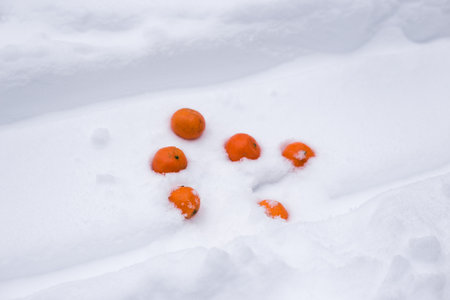 Orange tangerines on white snow. Tropical fruits..の写真素材