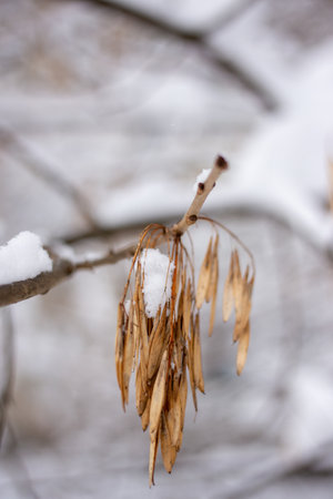 Branches of trees covered with snow. Snowy winter..の写真素材
