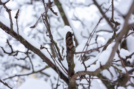 Branches of trees covered with snow. Snowy winter..の写真素材