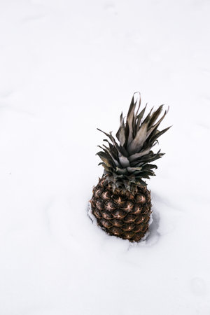 Pineapple in the snow. Sweet tropical fruit.の写真素材