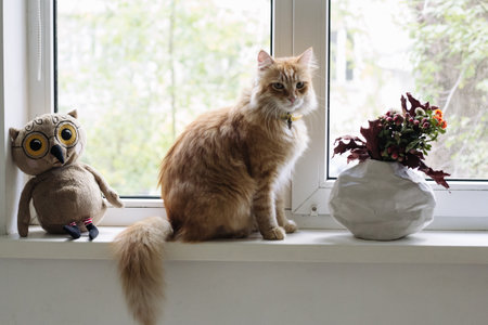 Ginger cat on the windowsill and a bouquet of flowersの写真素材